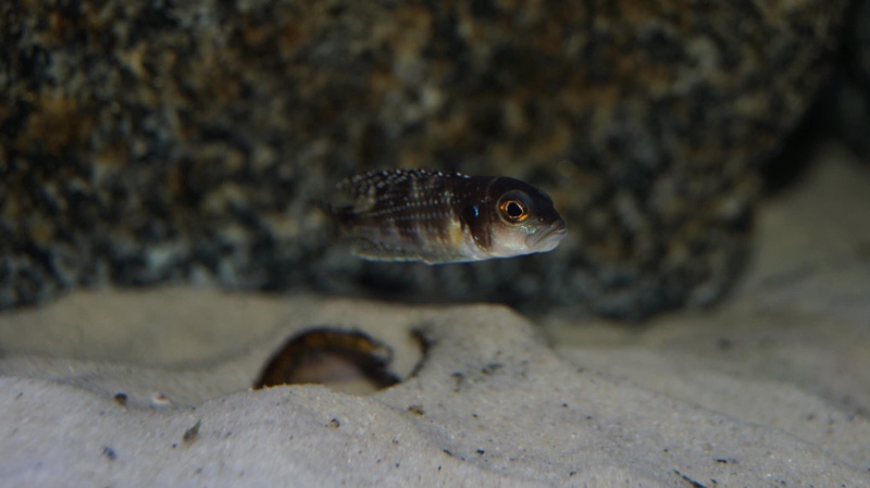 Lamprologus meleagris
